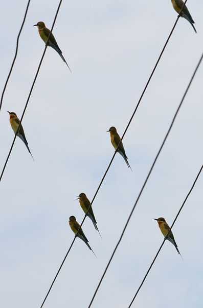 Groene bijeneters op kabel by Maurits Kuiper