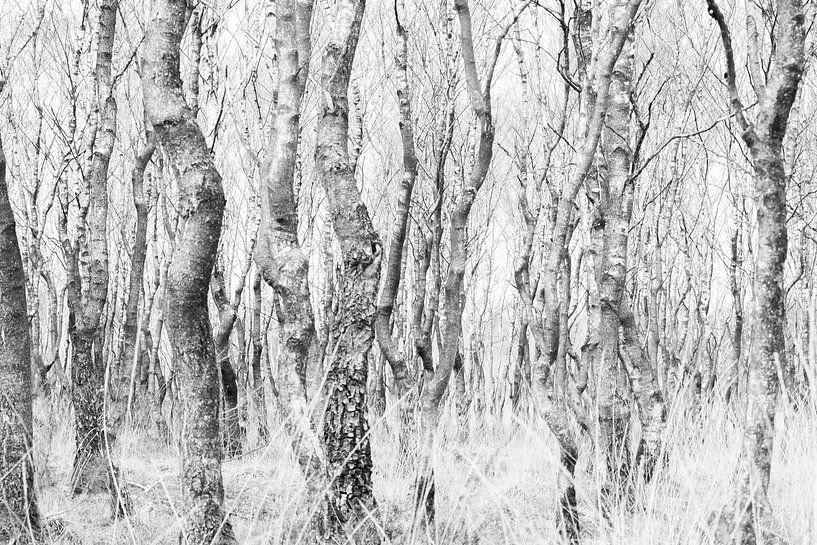 Ordre et chaos par Danny Slijfer Natuurfotografie