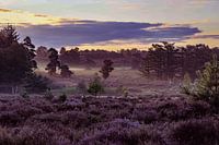 Purple heather