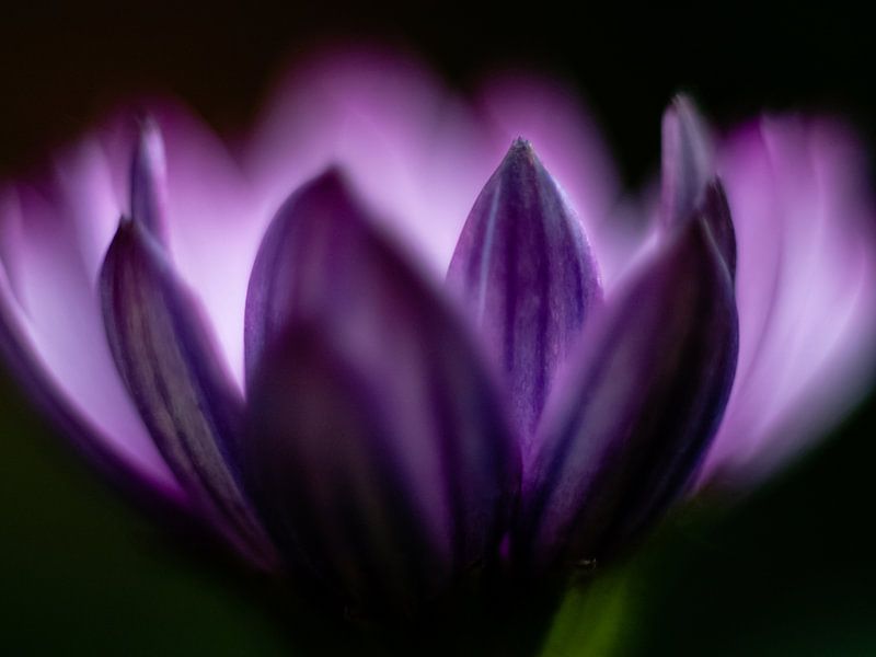 Marguerite Nahaufnahme von Mr White Takes Pictures