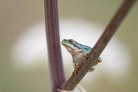 Boomkikker op engelwortel in de Nationaal park de  Loonse en Dunense duinen