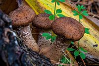 The dark honey fungus - Armillaria ostoyae