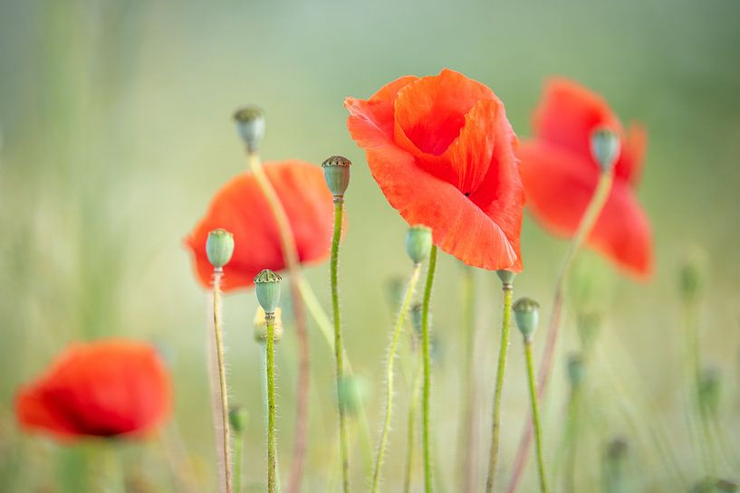 Mohnblumen von Gonnie van de Schans
