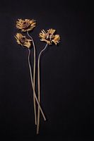 Composition of 3 dried gerberas on black.