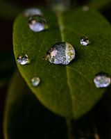 Goutte de pluie sur une feuille (Macro, vertical)