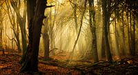 Speulderbos in autumn (XXL size, ideal for wallpaper)