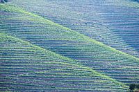 Wijngaarden bij Pinhão, Portugal