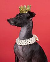 Een bruine italiaanse windhond met een kroon en een parel ketting tegen een rode achtergrond