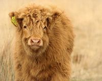 Schattig Schotse hooglander kalf