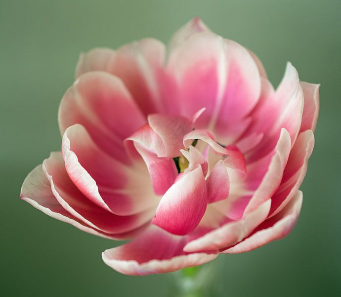 Roze tulp par Anne Hana