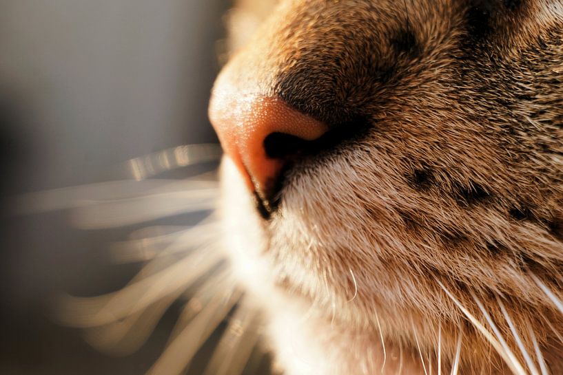 Katze von Toni Stauche