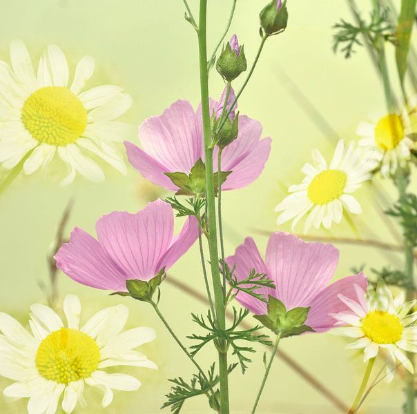Blumenkohl mit Gänseblümchen von Corinne Welp