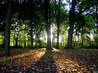 Lichtspiel im Wald - Sonne hinter dem Baum