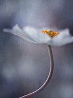 Die innere Schönheit