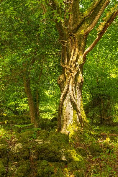 Killarney (Ireland) by Marcel Kerdijk