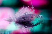 down feather with drop