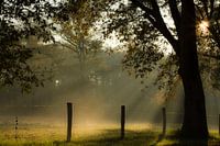 Beautiful light on a cold morning in November