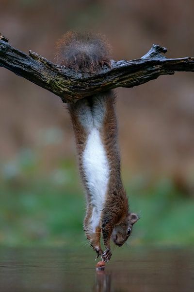 Squirrel hanging from a branch above the water. by Albert Beukhof