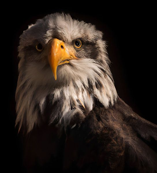 bird of prey by Jacco Hinke