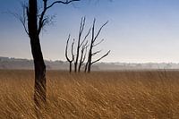 Wahre Kunst in der Natur