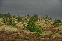 dune envahie par la végétation et ciel spectaculaire