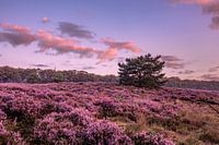Purple Heath with a beautiful sky.