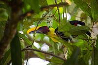 Toekan in een fruitboom