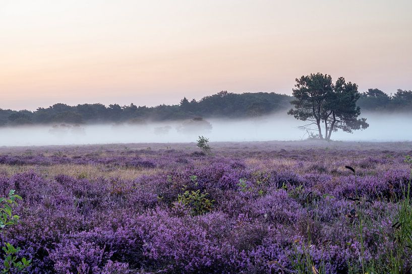 Misty heather in bloom by Tim Vlielander