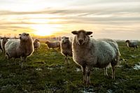 Schafe sind ein Vorbild