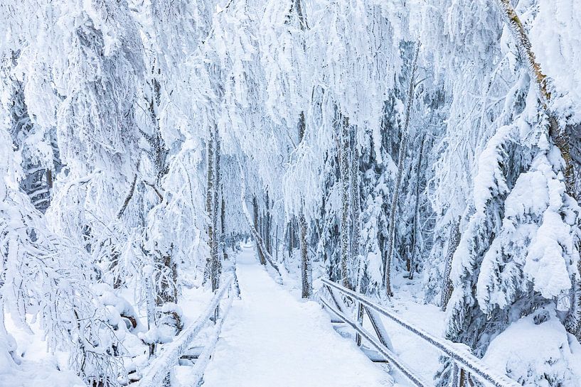 Chemin à travers le Wildseemoor en Forêt-Noire par Werner Dieterich