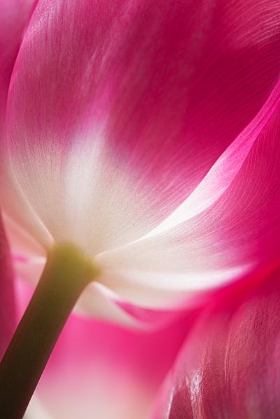 De tulp, fuchsia met wit van Marjolijn van den Berg