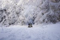 Border collies posing near snowy trees