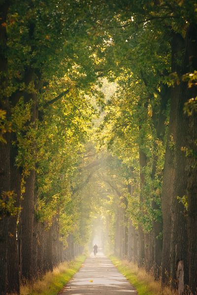 Radfahrer zwischen Bäumen in Stuifzand von KB Design & Photography (Karen Brouwer)