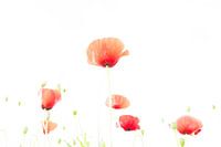 Mohn in Weiß 4