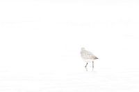 Minimalist sanderling in winter plumage 1