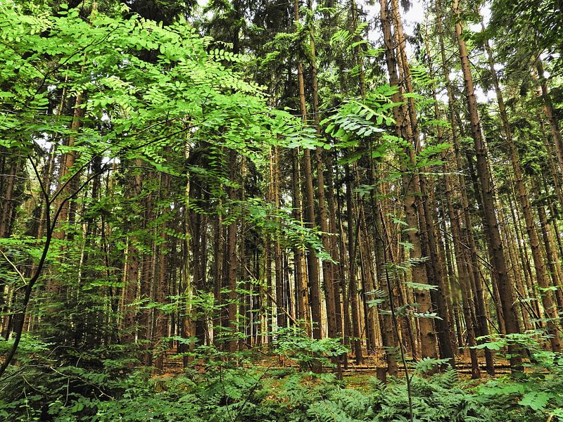 Des arbres imposants par Anja Oosterwaal Fine Art Fotografie