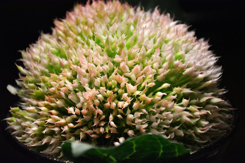 Schierling von FotoGraaGHanneke