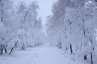 Birch Avenue in the snow