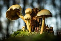 Herfst paddestoelen