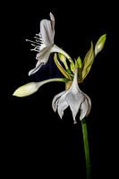 Die Amazonenkönigin C : Minimalistische weiße Amazonenlilie