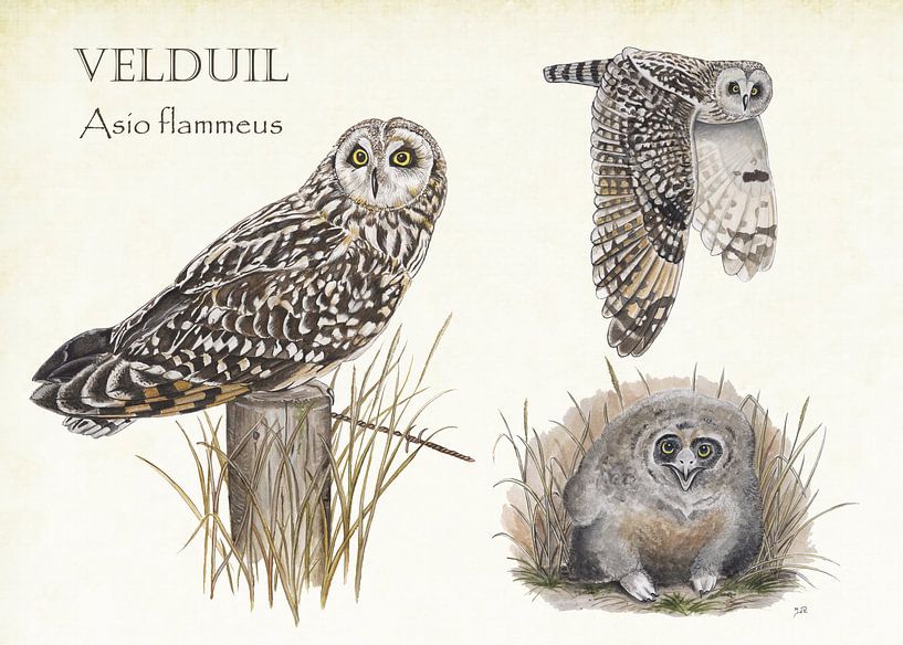 Velduilen par Jasper de Ruiter