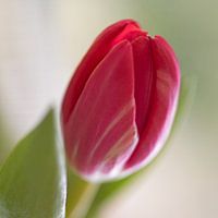 Pink tulip
