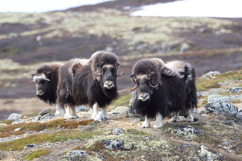 Musk Ox Dovrefjell, Norway by Frank Fichtmüller