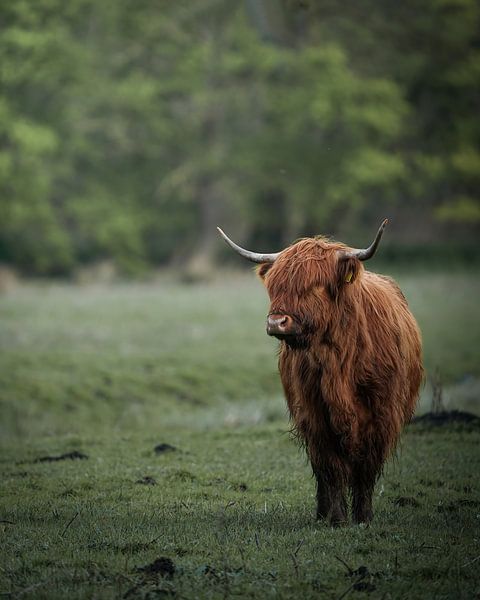Scottish Highlander in the Amsterdam Forest by Tom Zwerver