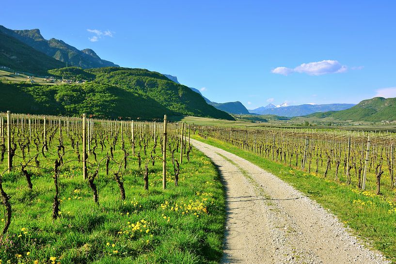 Im Südtiroler Unterland bei Tramin von Gisela Scheffbuch