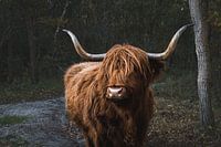 Imposanter schottischer Highlander im Dünenreservat Noordholland