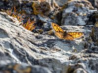 Schmetterling auf den Felsen