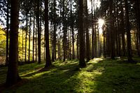  Sehen Sie die Sonne durch die Bäume