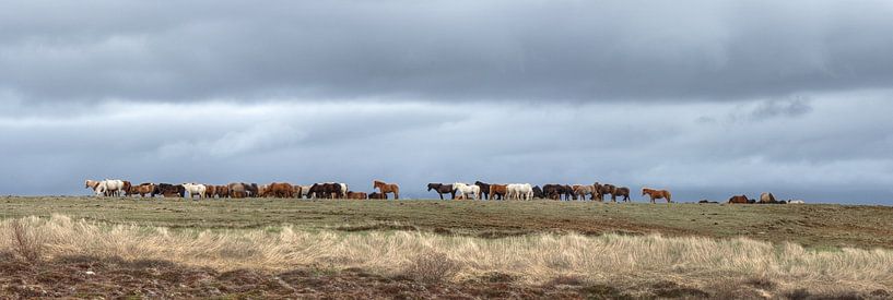 Wild Horse Horizon by BL Photography