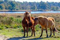 Horses in the Kampina